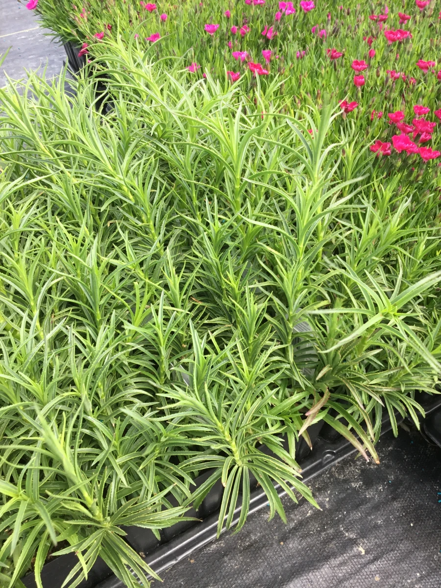 Beardtongue