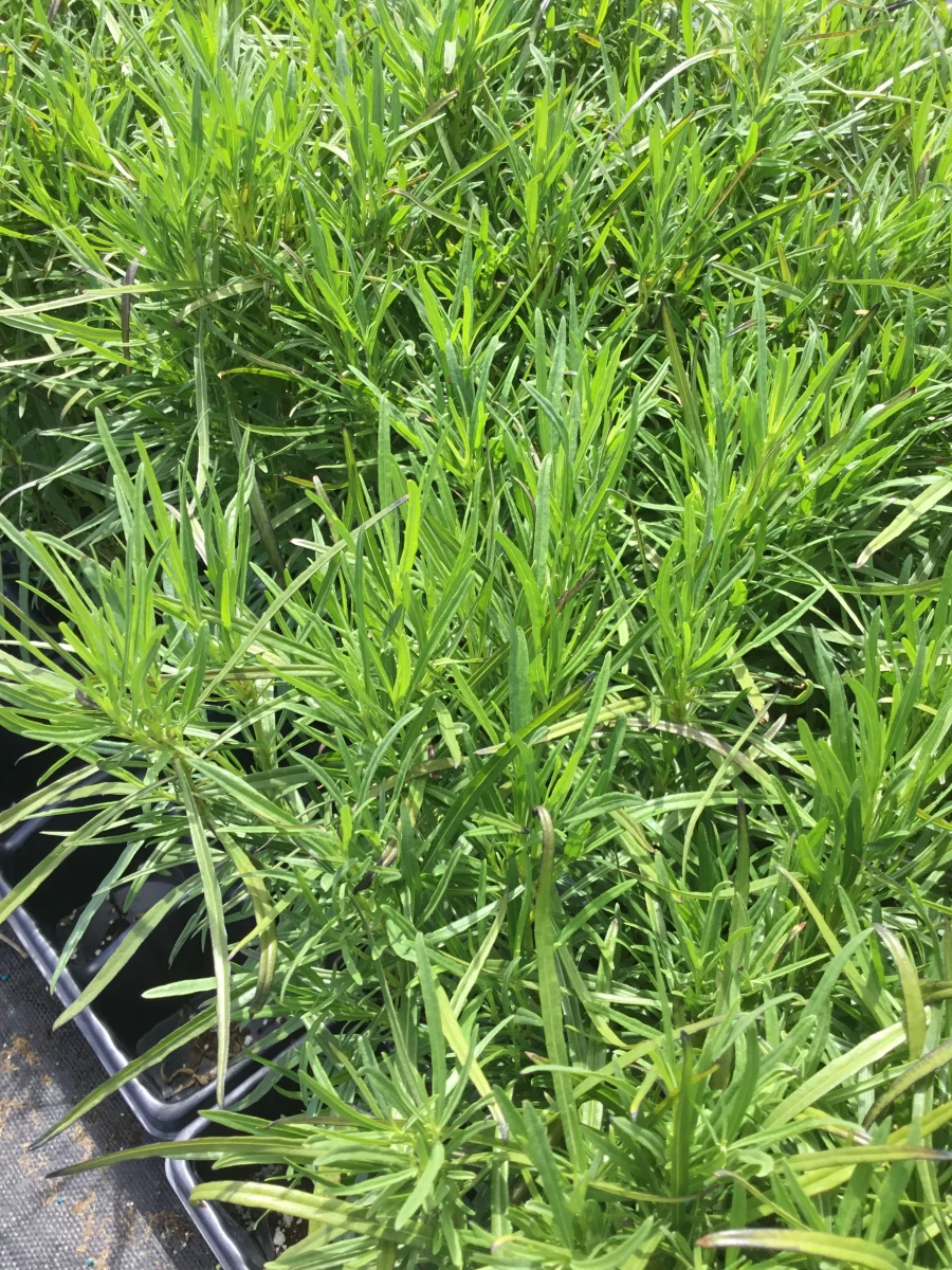 Blue Willow Sage