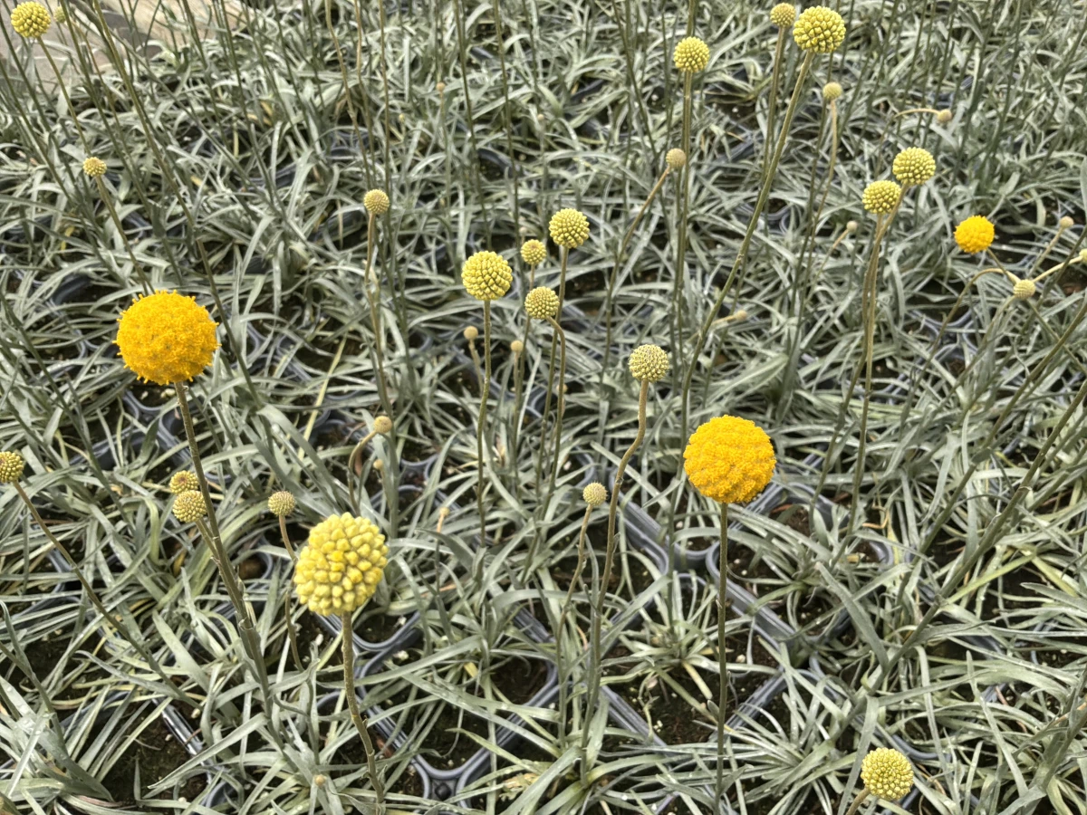 Drumstick Flower, Billy Buttons
