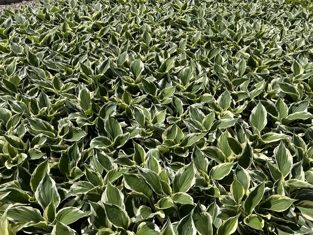 Plantain Lily