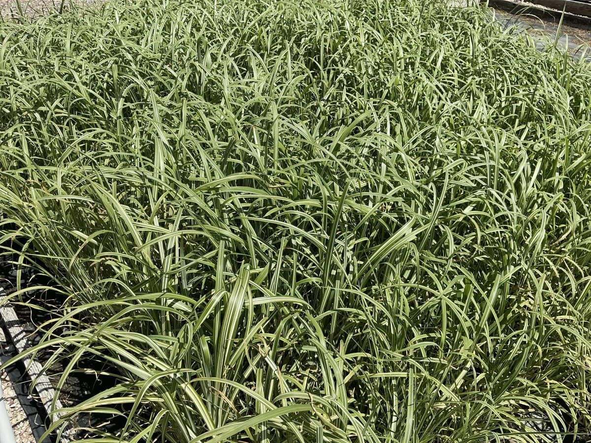 Maiden Grass, Japanese Silver Grass