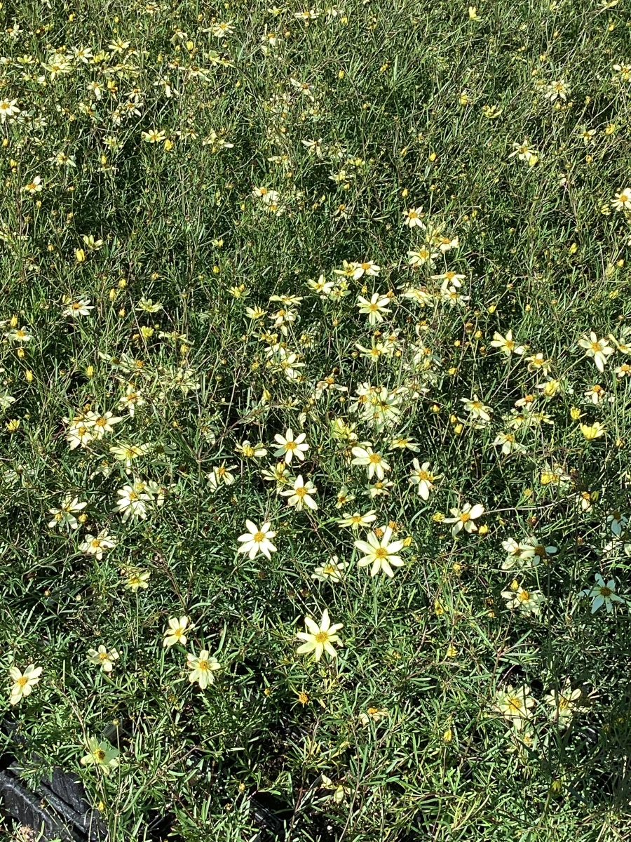 Threadleaf Coreopsis