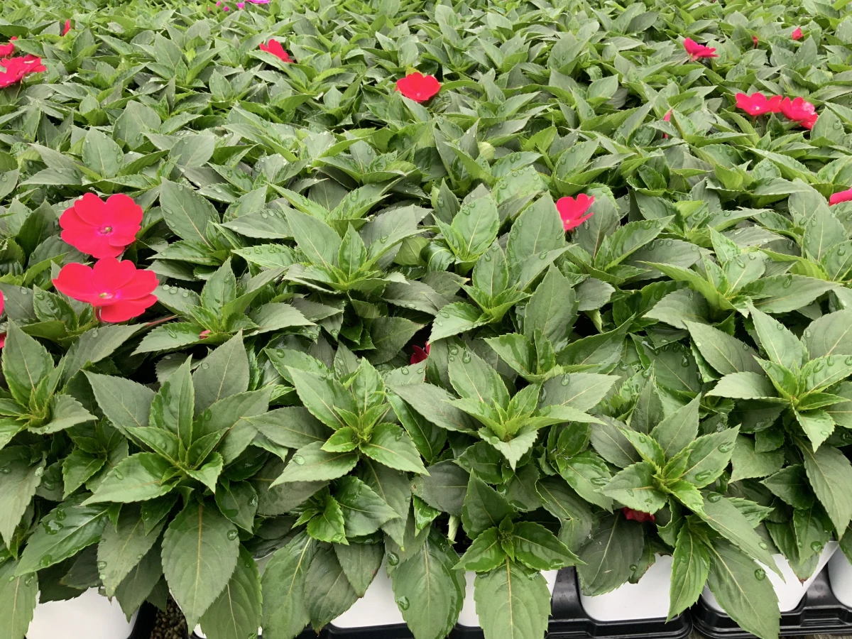 Interspecific Impatiens