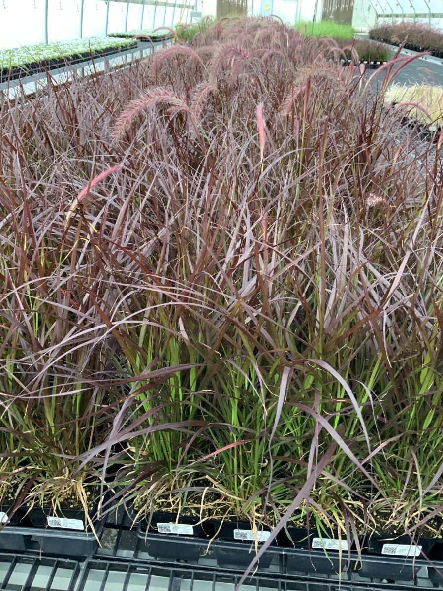 Purple Fountain Grass