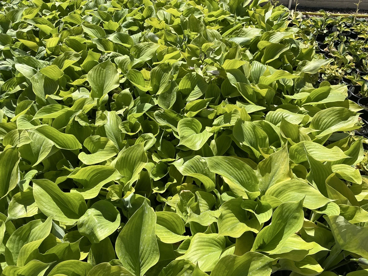 Plantain Lily