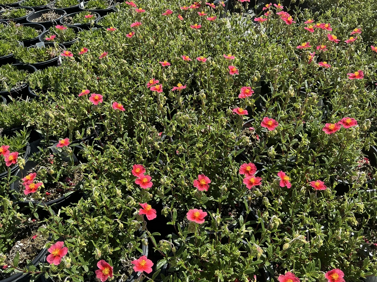 Rock Rose, Sun Rose