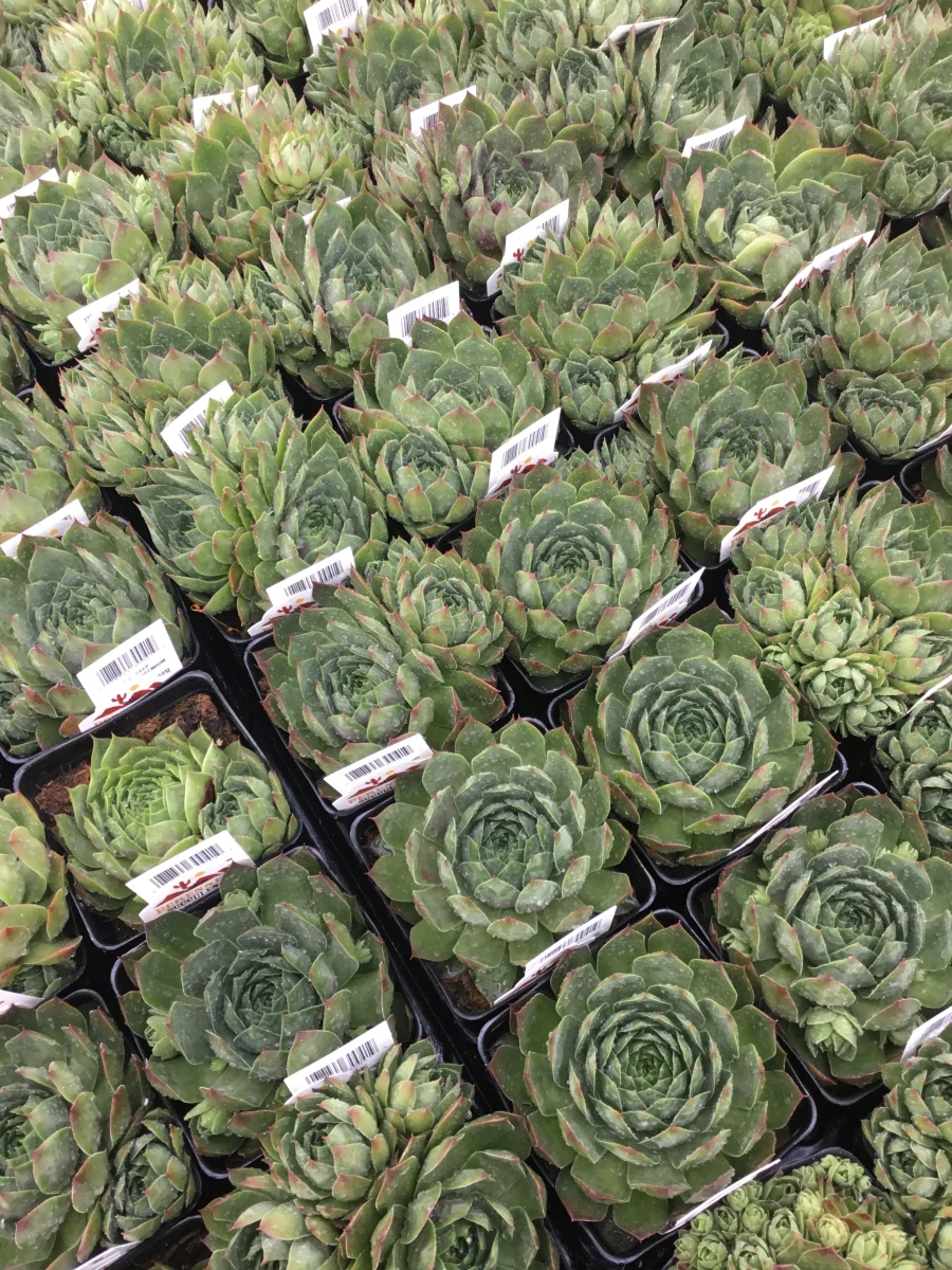Hens and Chicks