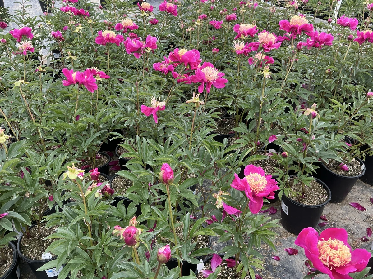 Peony
