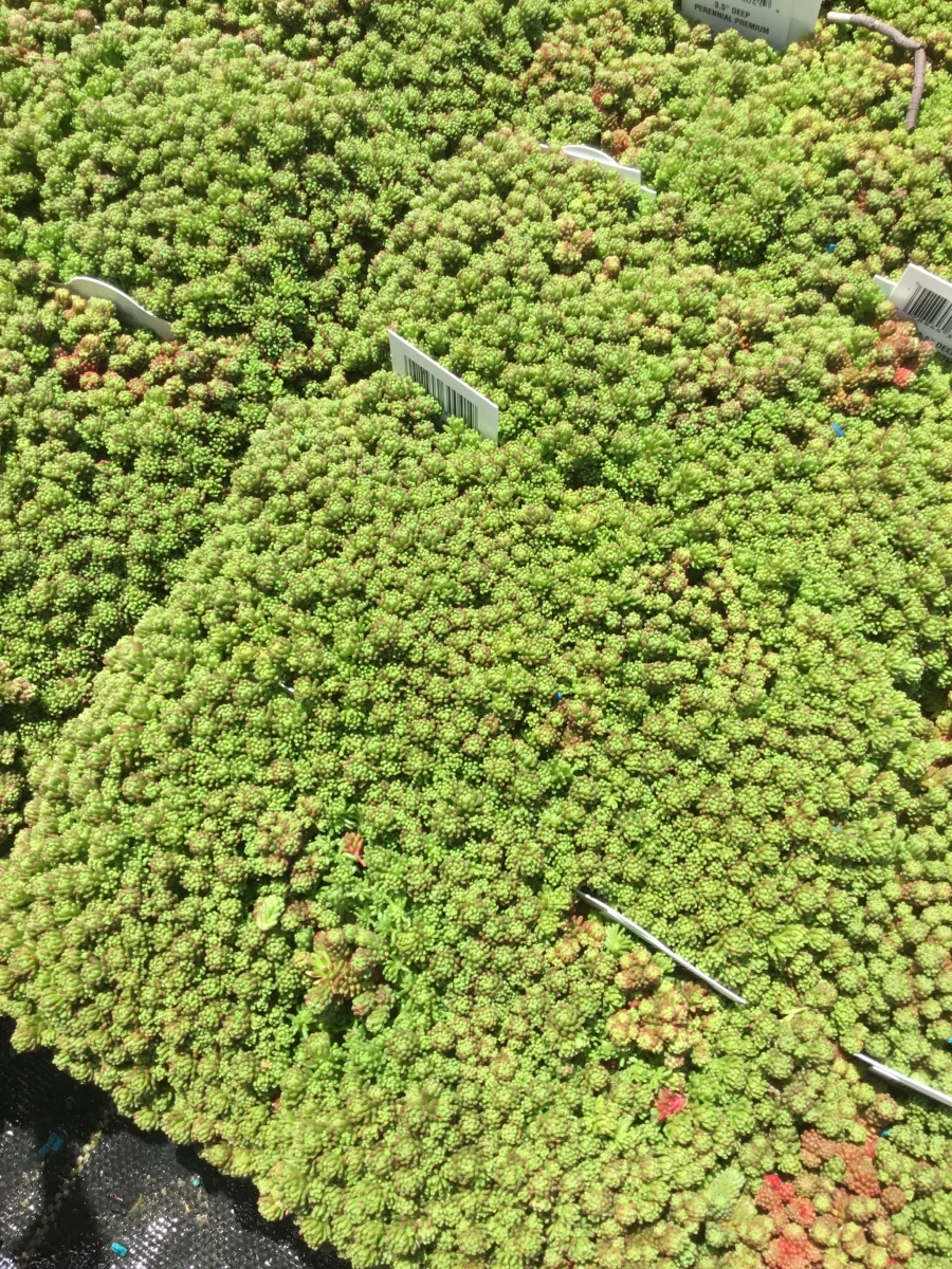 Mossy Stonecrop