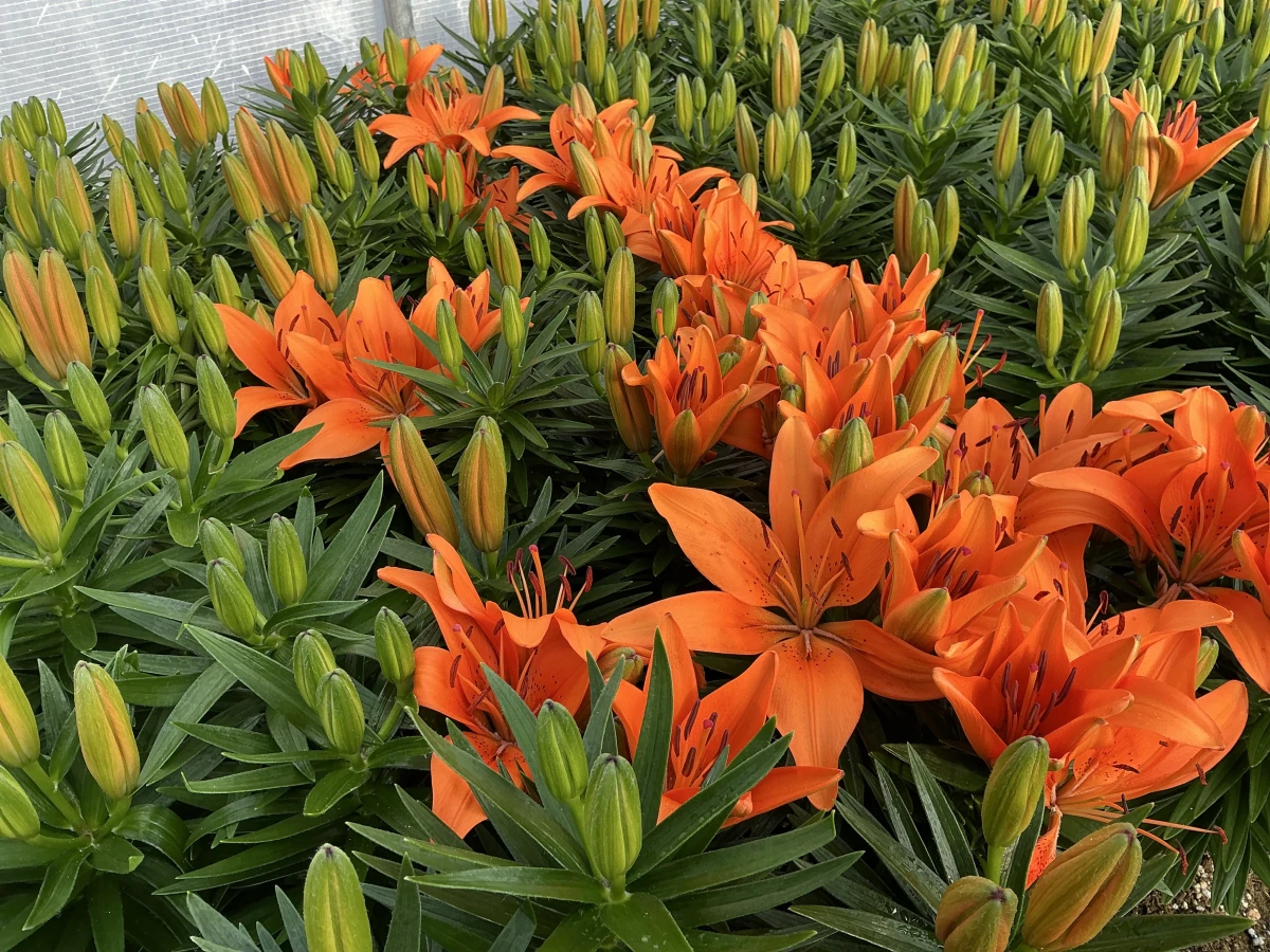 Lily