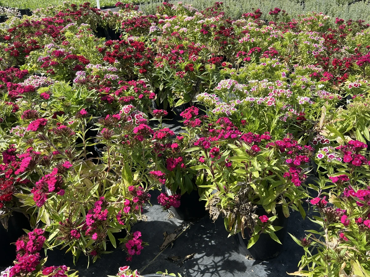 Dwarf Sweet William