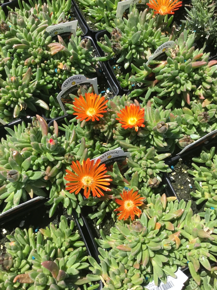 Hardy Ice Plant