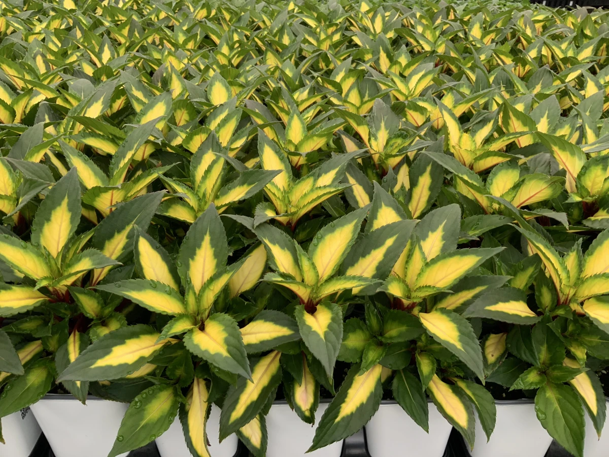 Interspecific Impatiens