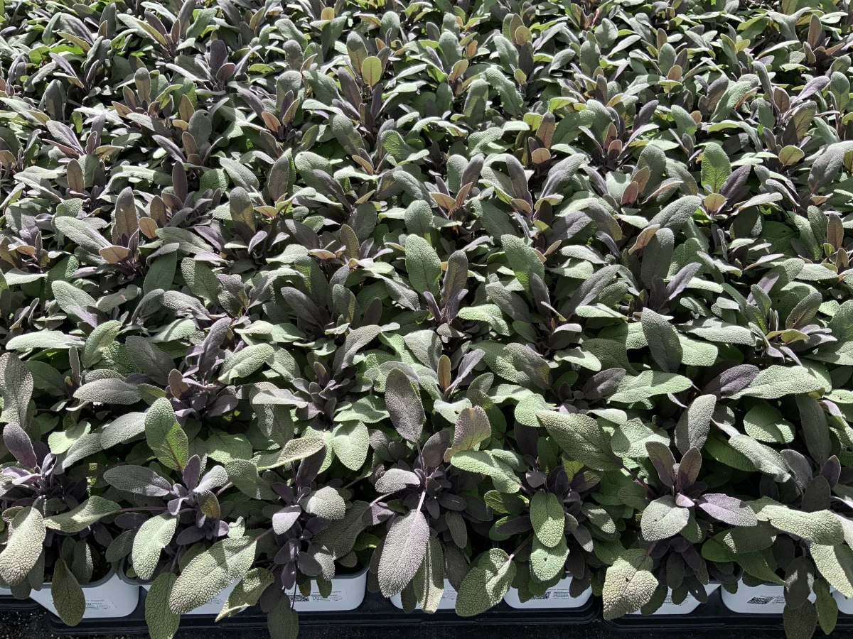 Purple Leaf Garden Sage
