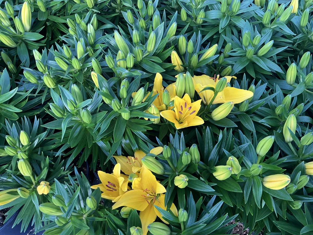 Lily