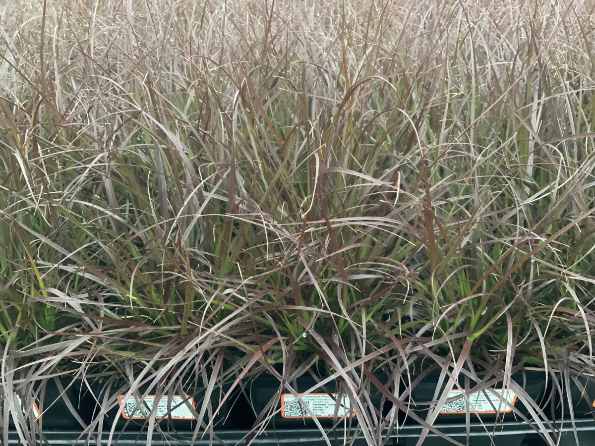 Dwarf Purple Fountain Grass