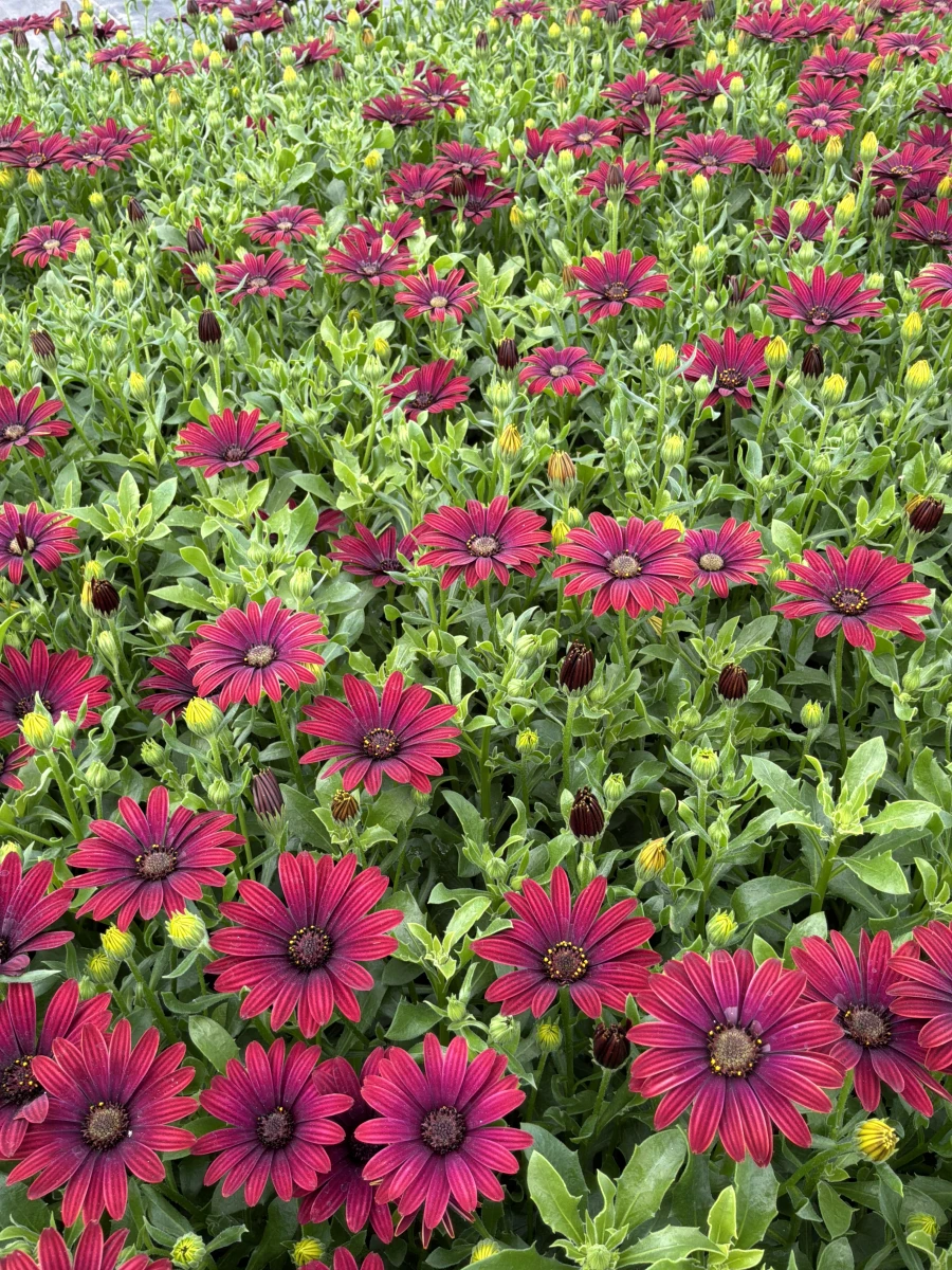 African Daisy