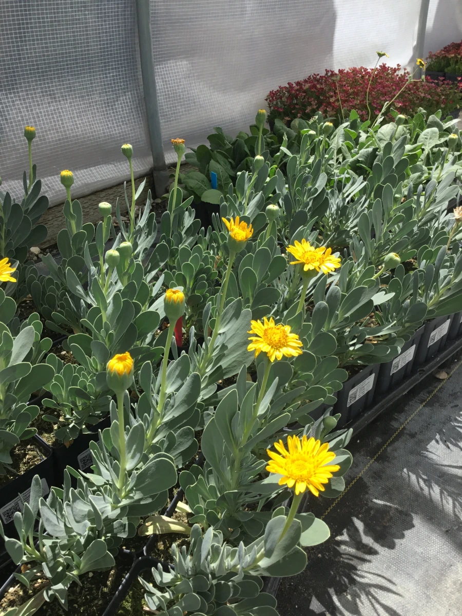Barbary Ragwort