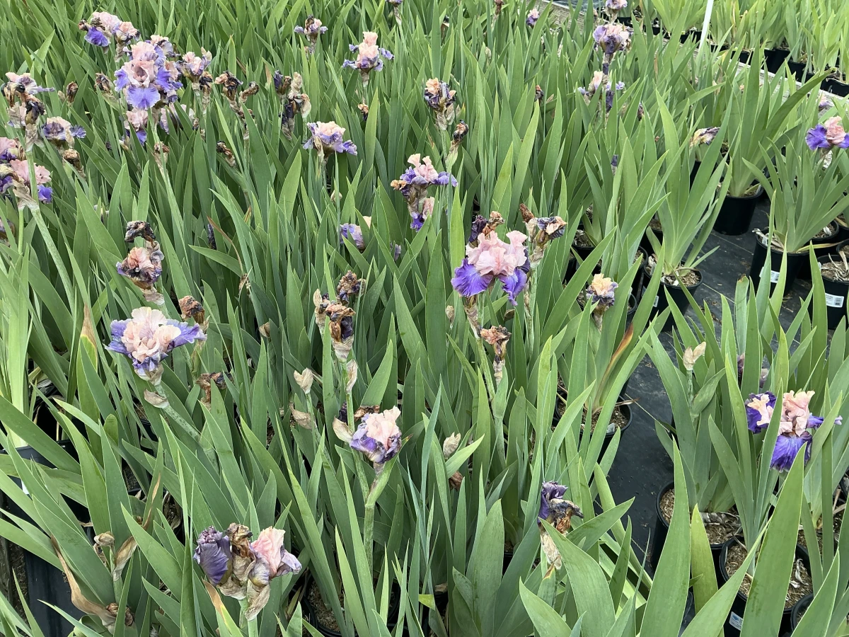 Bearded Iris