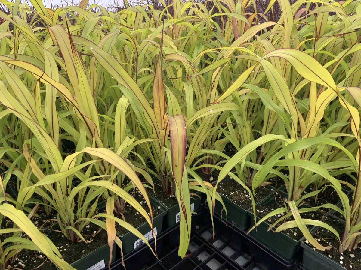 Ornamental Millet