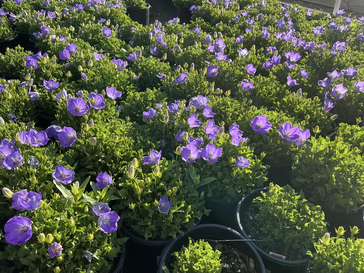 Bellflower