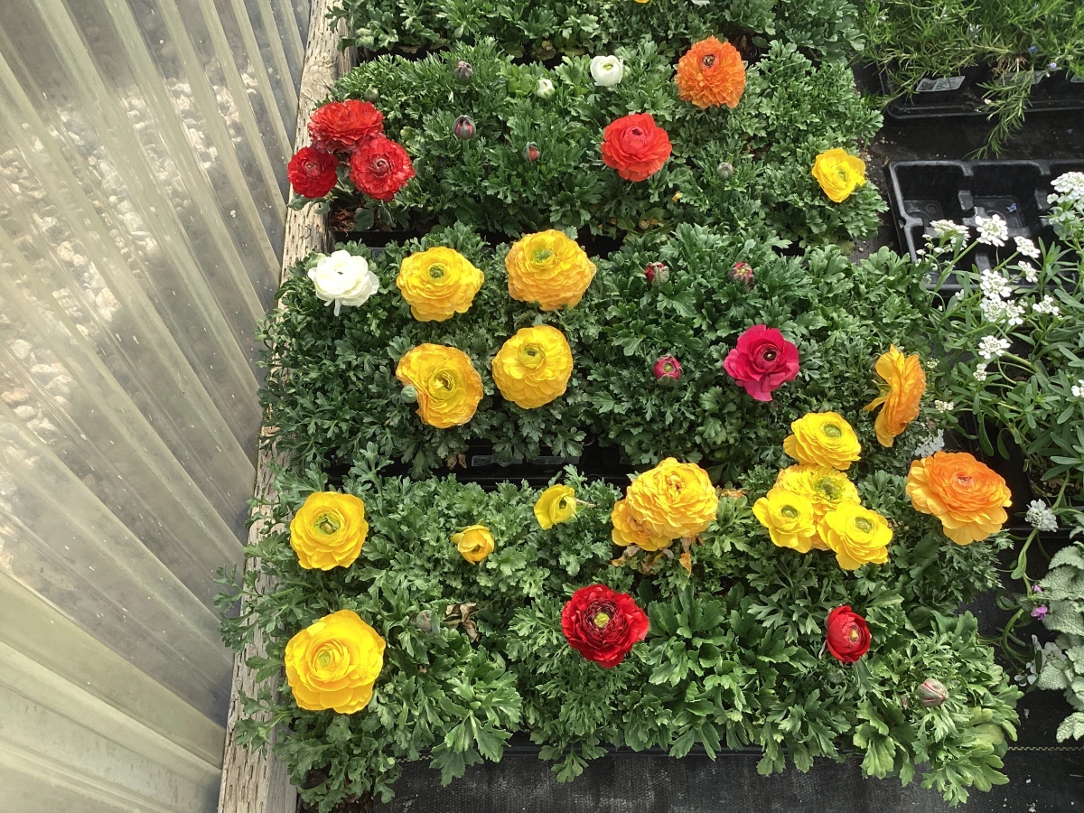 Persian Buttercups