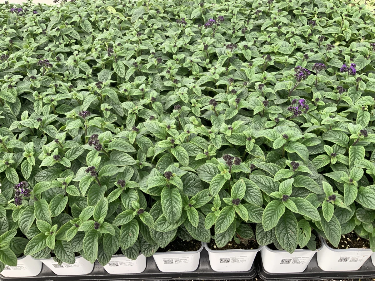 Heliotrope