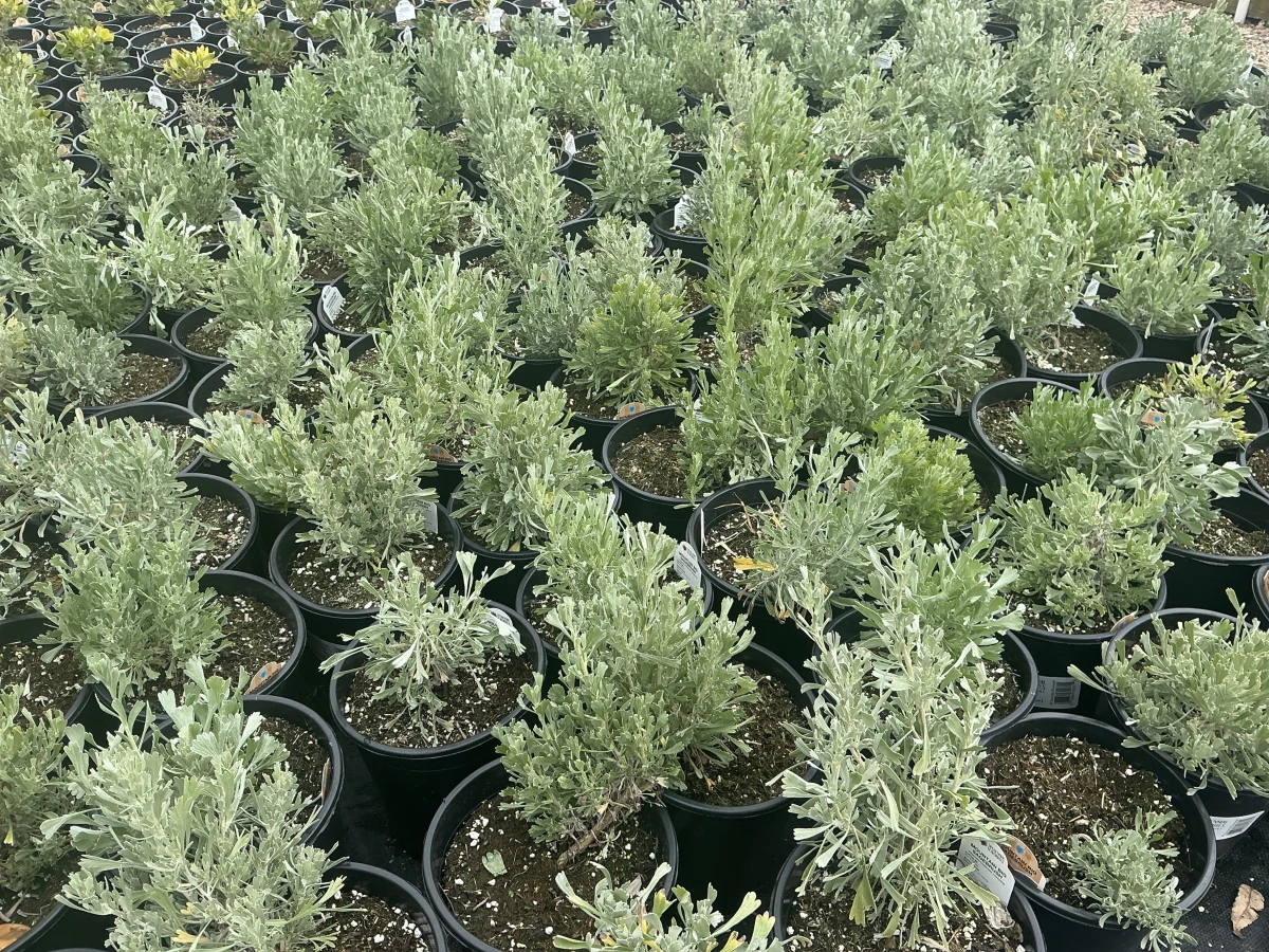 Mountain Big Sagebrush