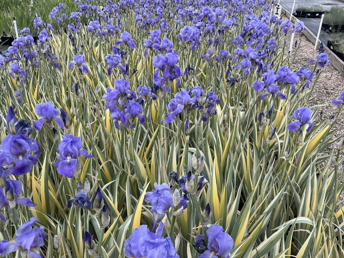 Golden Variegated Sweet Iris