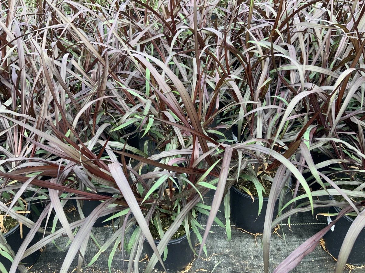 Ornamental Napier Grass