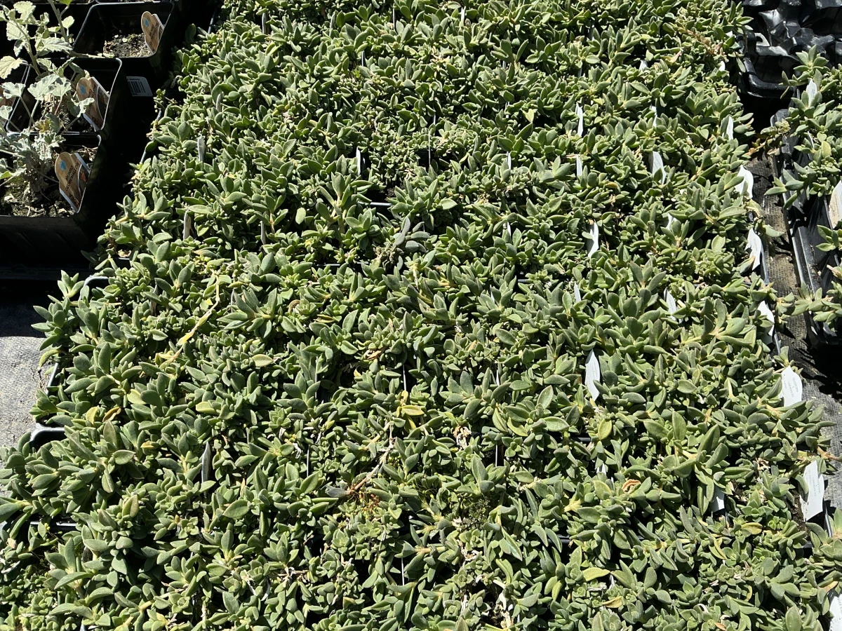 Hardy Iceplant