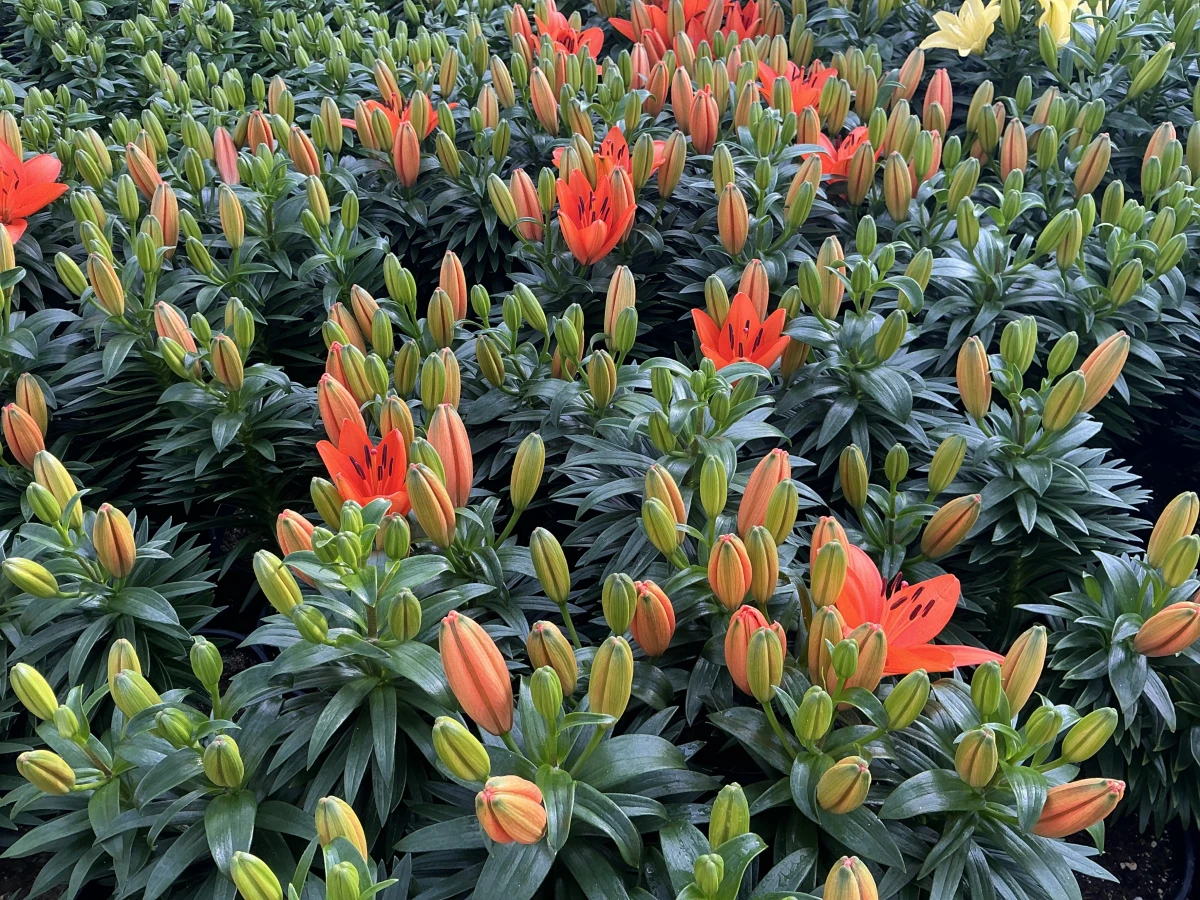 Lily