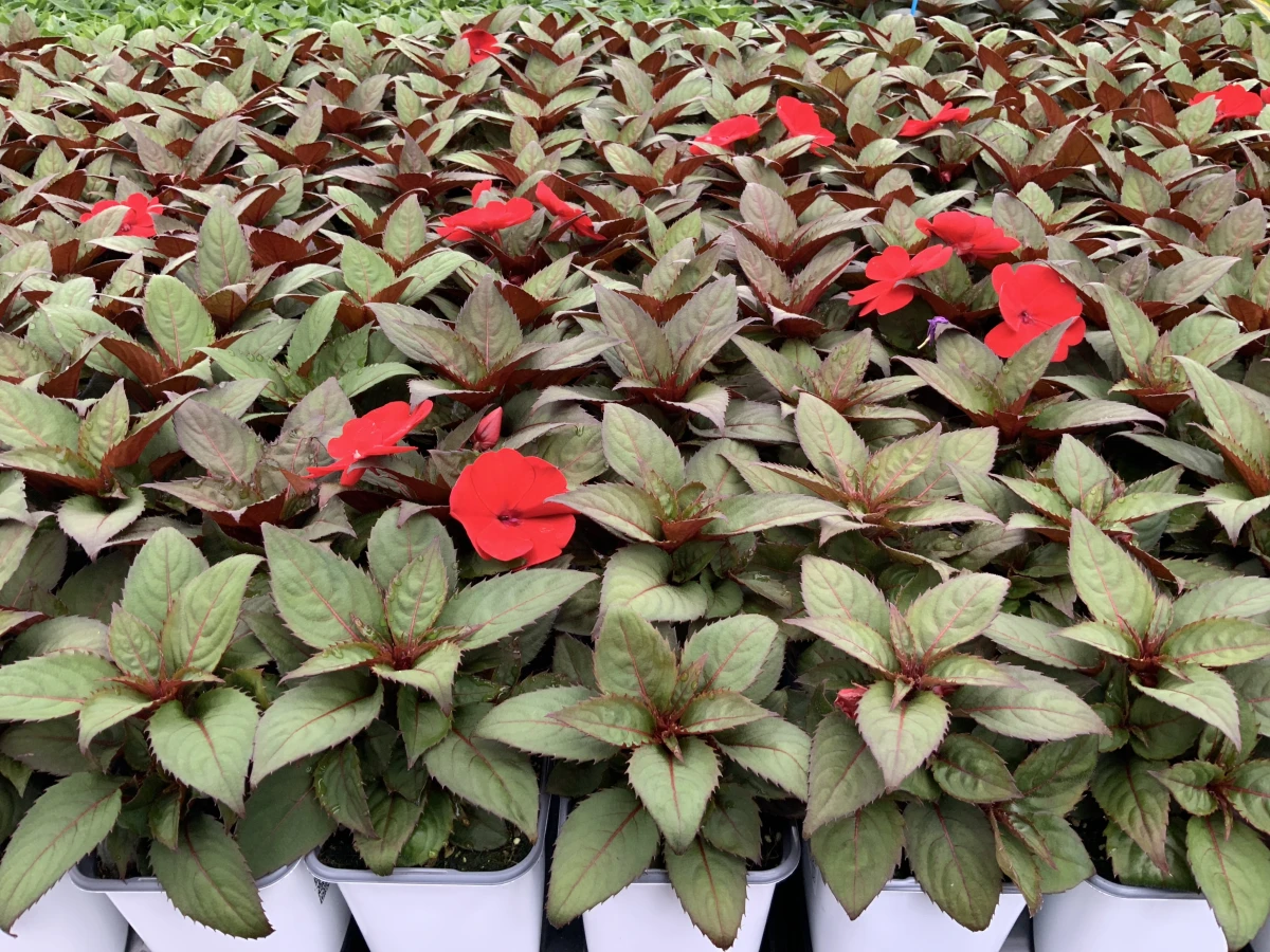 Interspecific Impatiens
