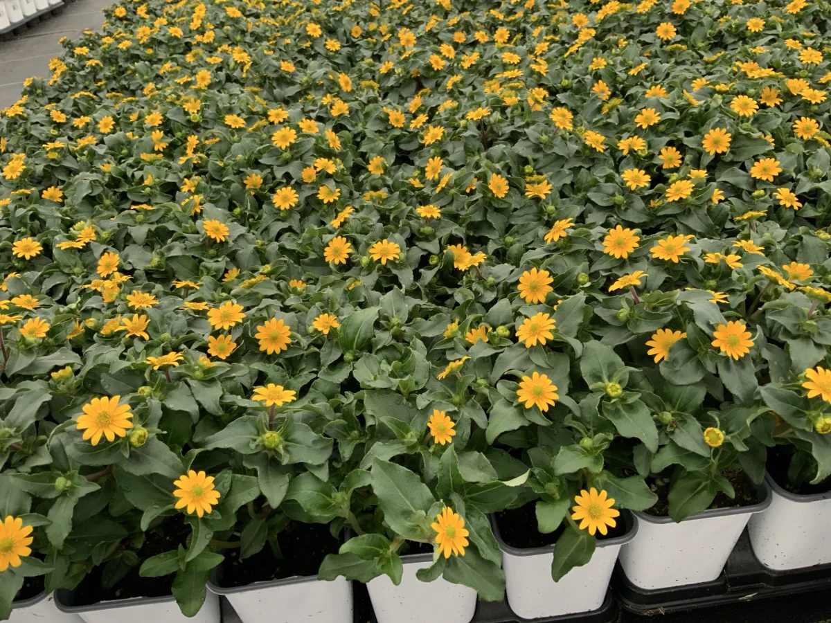 Creeping Zinnia