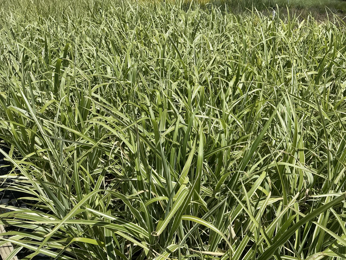 Maiden Grass, Variegated Japanese Silver Grass