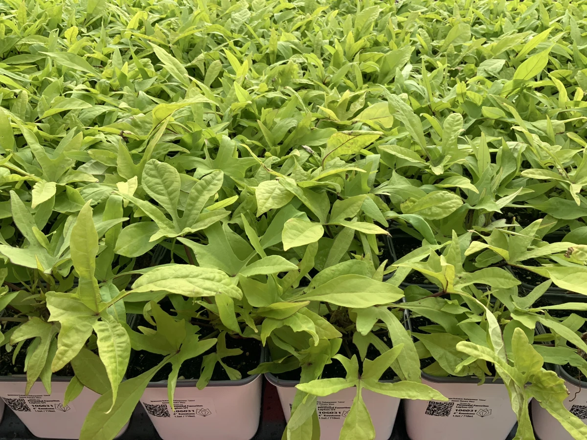 Sweet Potato Vine