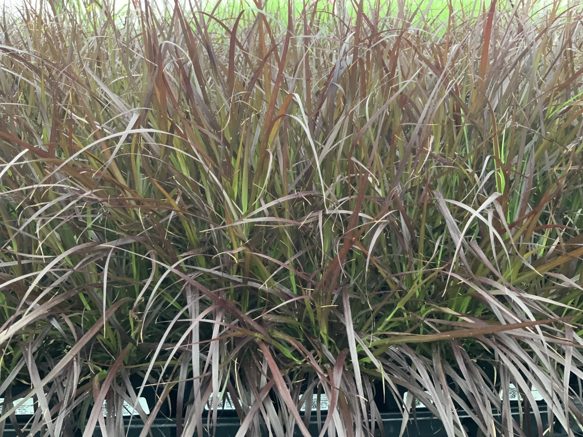 Purple Fountain Grass