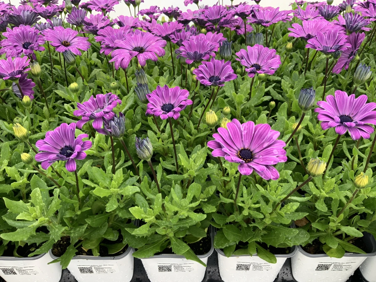 African Daisy
