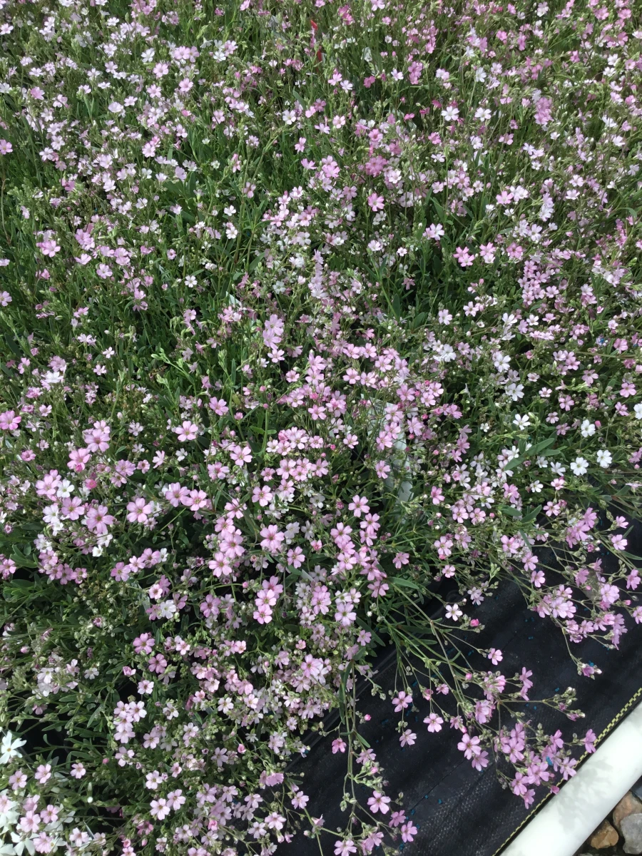 Creeping Baby's Breath