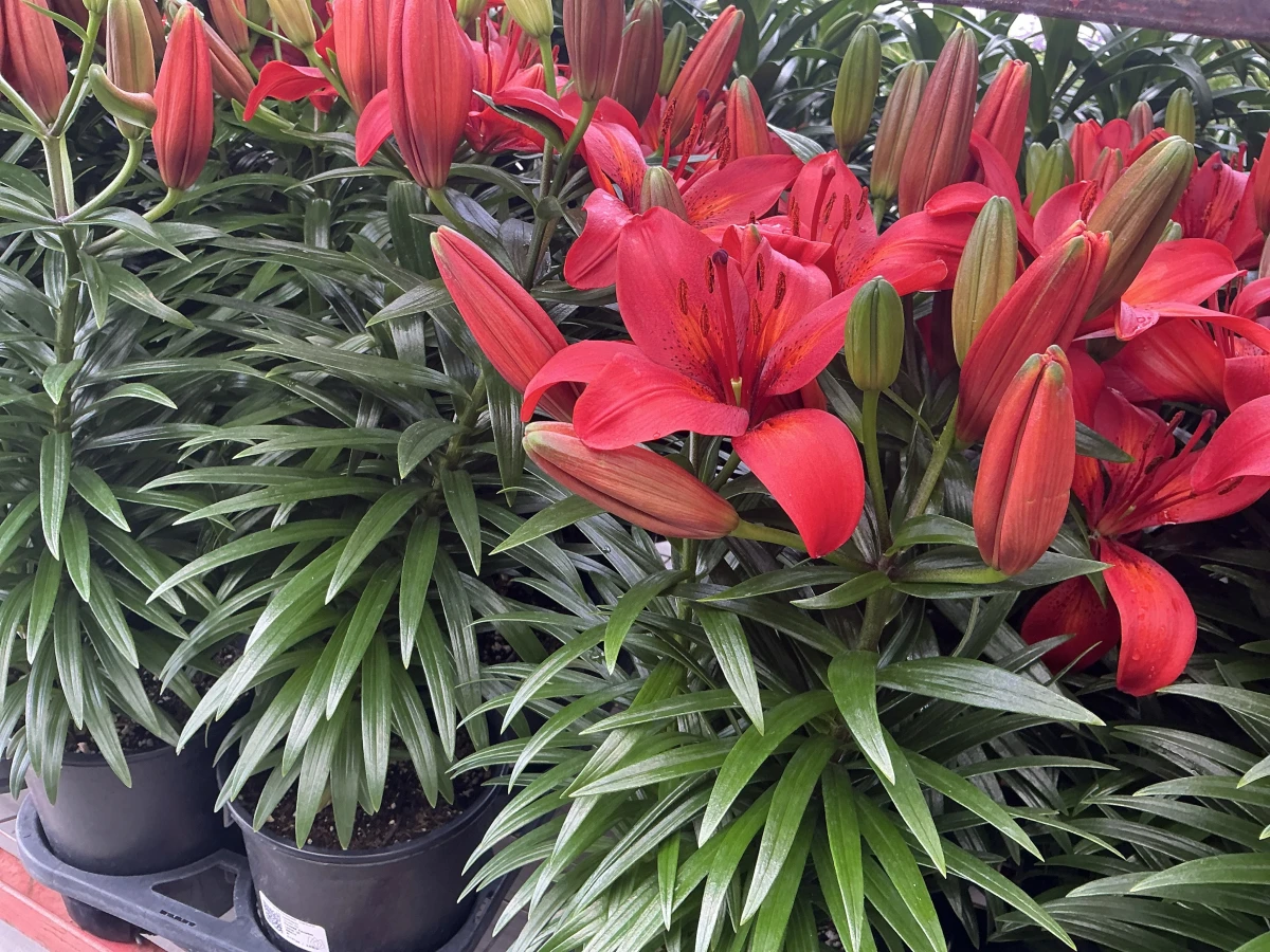 Lily