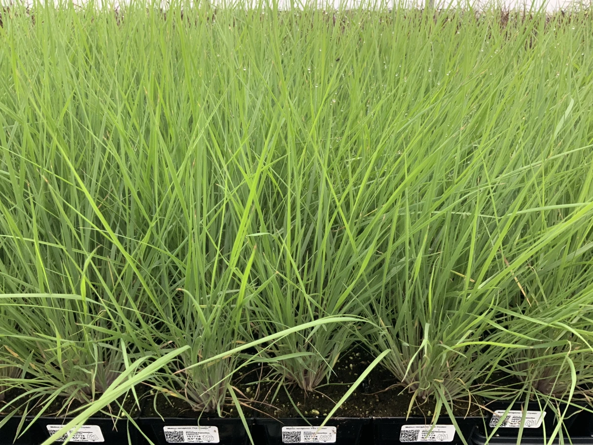 Ruby Grass