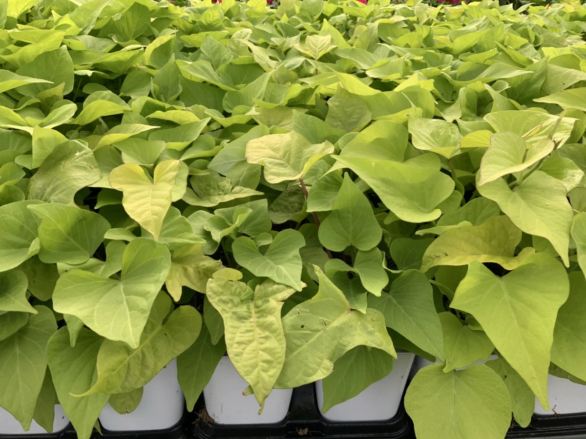 Sweet Potato Vine