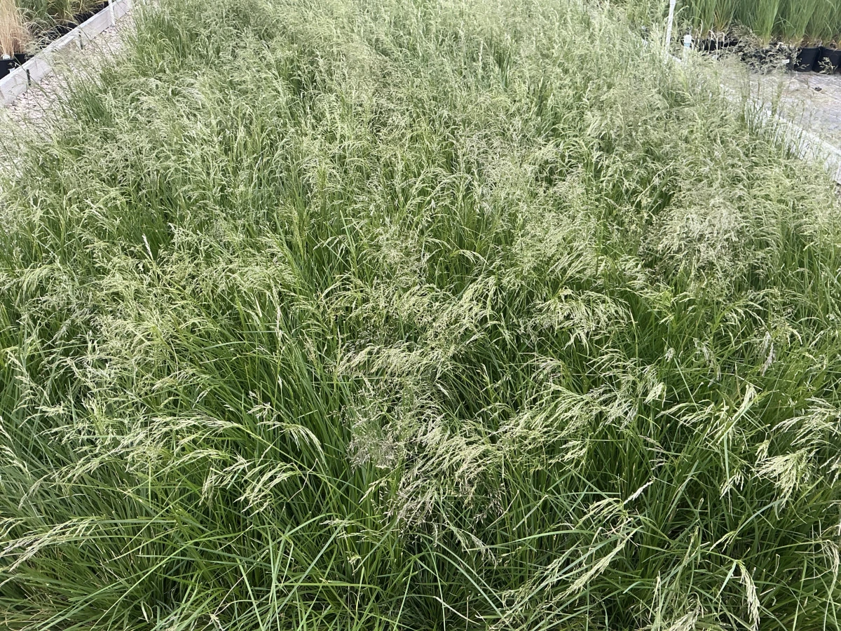 Tufted Hair Grass