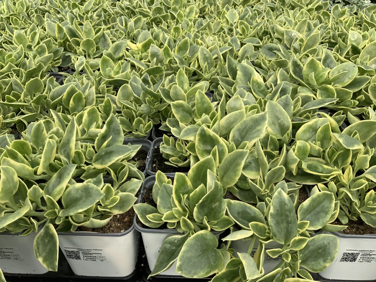 Livingstone Daisy