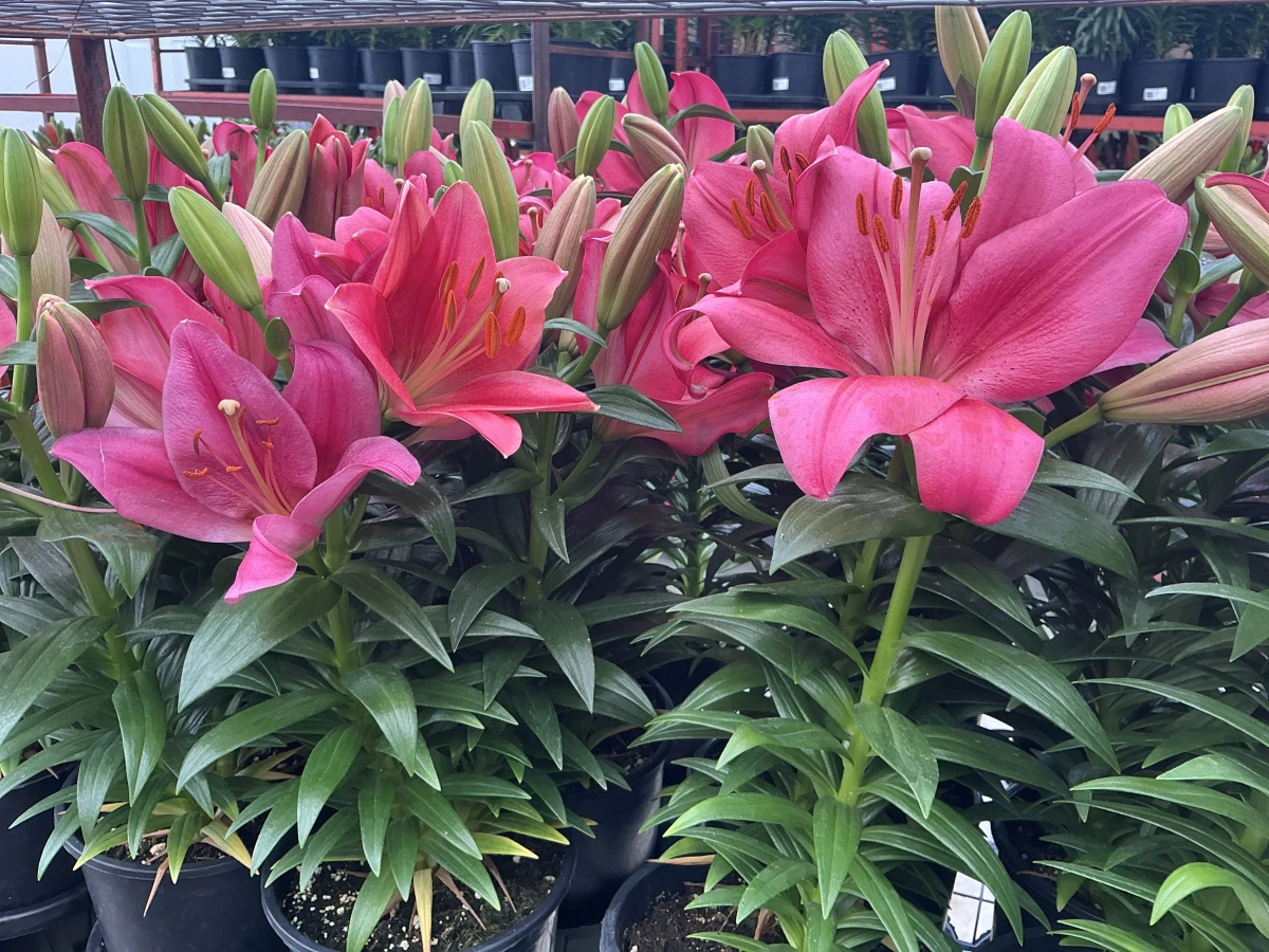 Lily