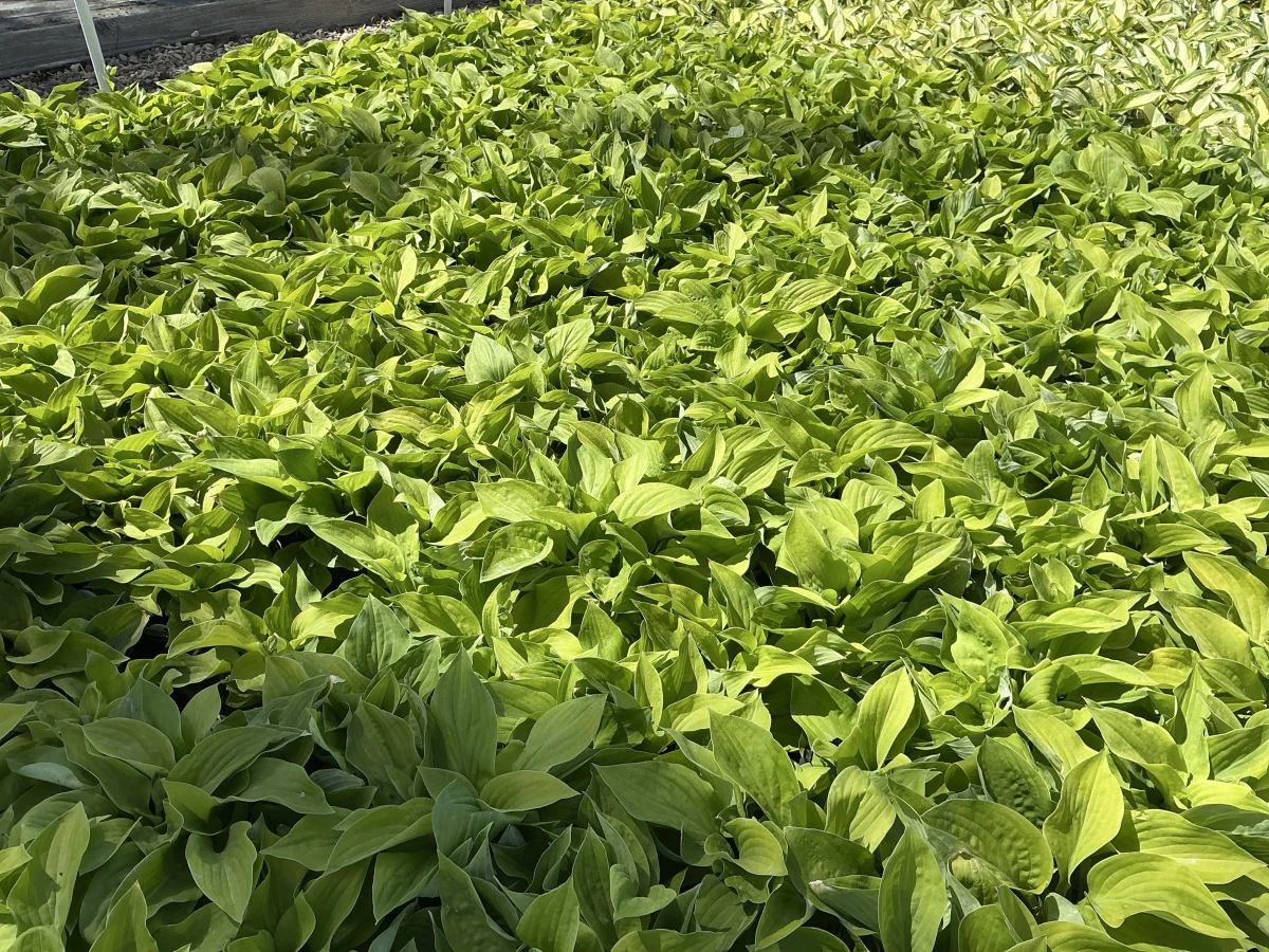 Plantain Lily