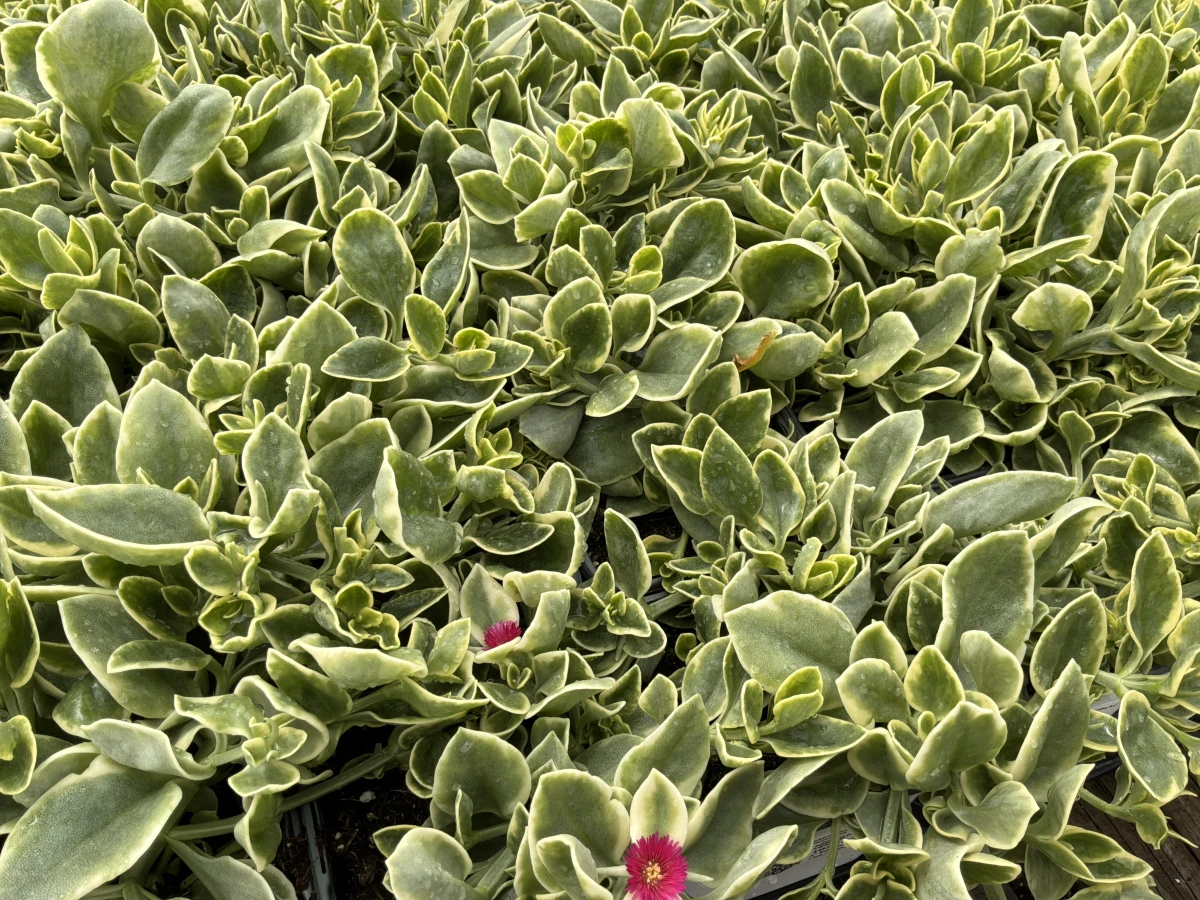 Livingstone Daisy