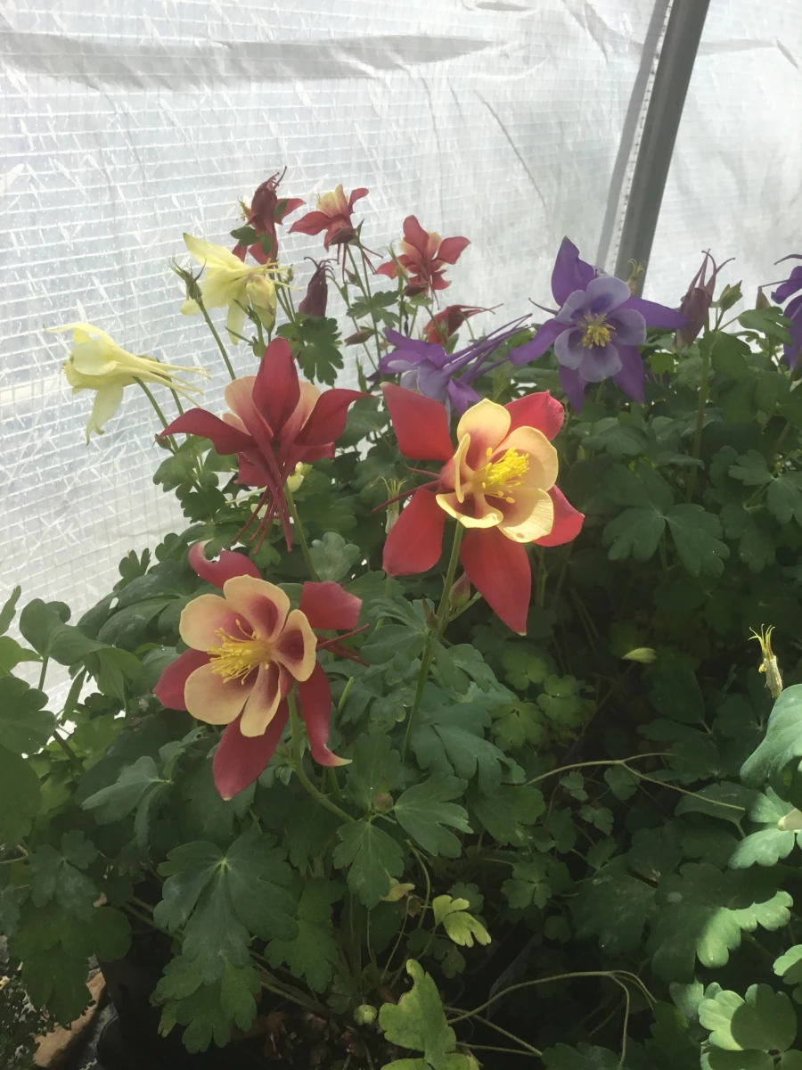 Columbine