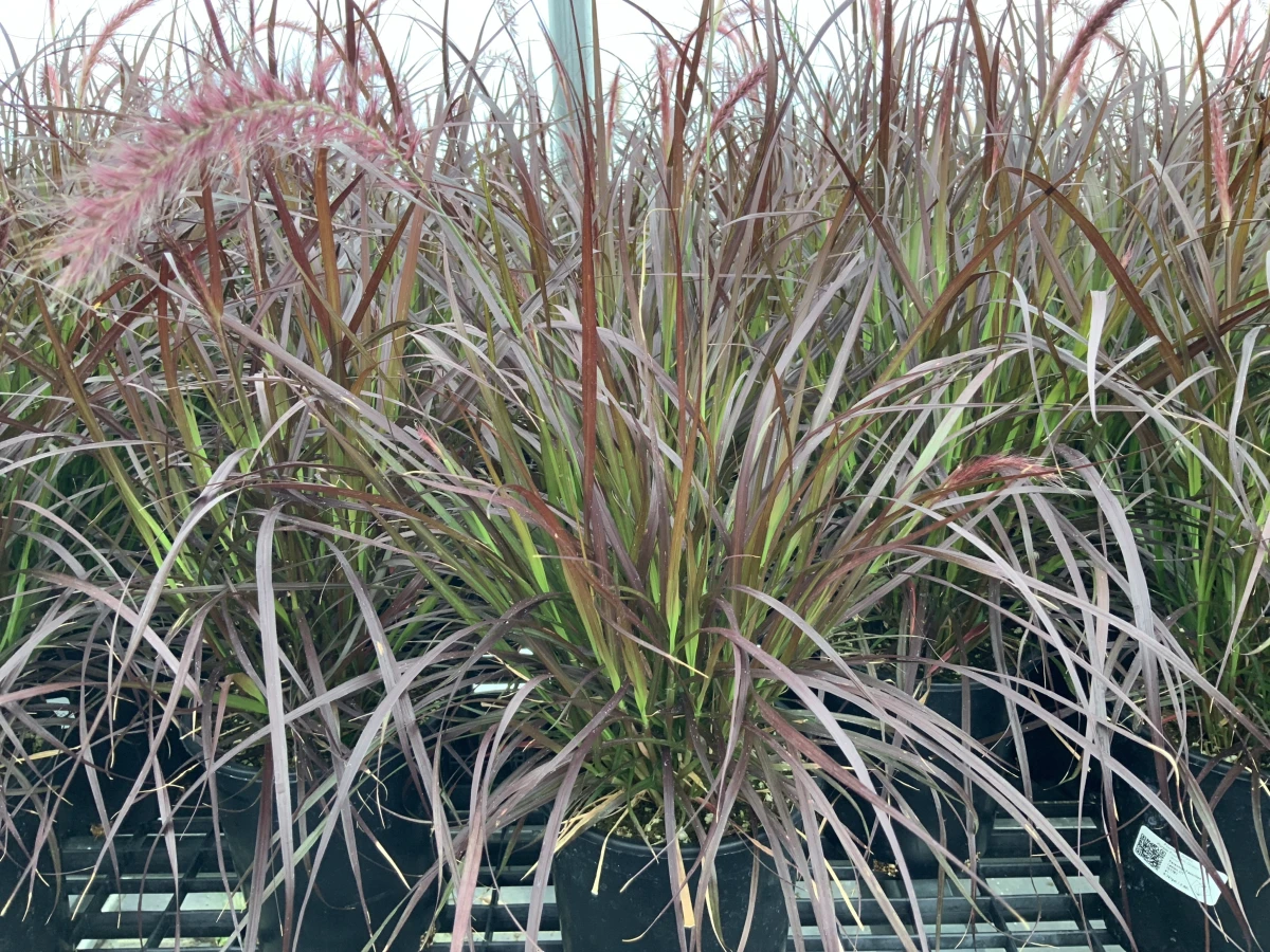 Purple Fountain Grass