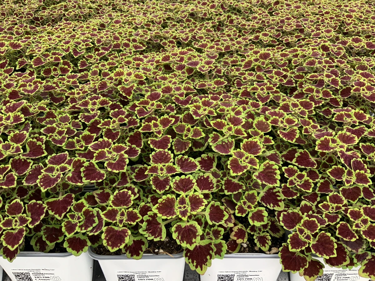 Trailing Coleus